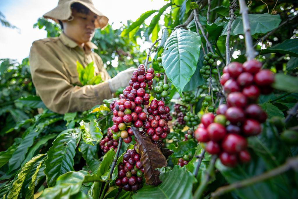 Coffee’s Global Impact: From Farm to Cup