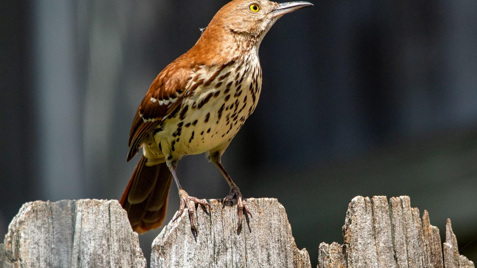 Backyard Birding: A Comprehensive Guide for Beginners